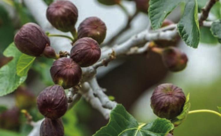 Move over blueberries: Figs are back!