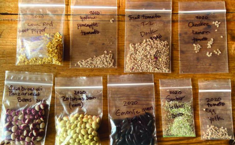 The easiest vegetable seeds to save for a ‘novice’ seed saver: beans, lettuce, peas, tomatoes, peppers, and okra. Legumes (bean &amp; peas) are by far the easiest seeds to save, and also the easiest to germinate. There are numerous flowers which easily lend their seeds, such as marigold, zinnia, morning glory, cleome, nasturtium, poppy, snapdragon, and sunflower Courtesy Photo giantveggiegarden.com