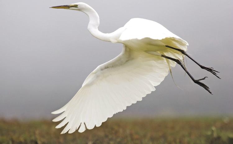 Migrating Whooping Cranes Arrive on Texas Coast