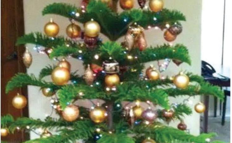 Norfolk Island Pine: A ‘Living’ Christmas Tree