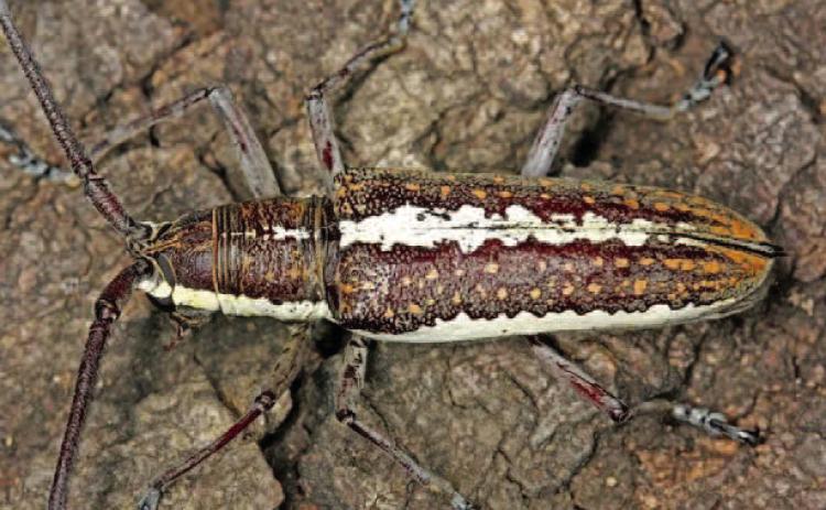 The three-lined fig borer (Ptychodes trilineatus or Neoptychodes trilineatus), is a beetle which bores into wood and primarily attacks fig trees within in the southern US with a range that extends from Texas to Florida (image: inaturalist.org).