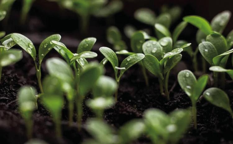 Cost-Effective Gardening: Germinating Seeds